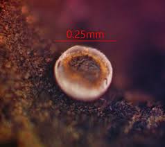 Attēlu rezultāti vaicājumam “Didymium difforme macro”