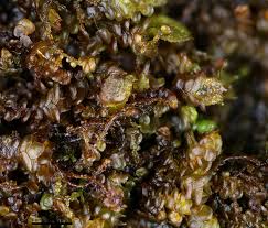 Attēlu rezultāti vaicājumam “Frullania fragilifolia”