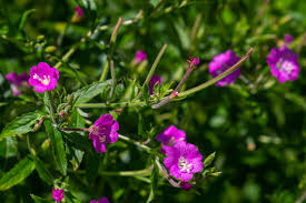 Attēlu rezultāti vaicājumam “Epilobium hirsutum flower”