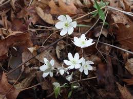 Attēlu rezultāti vaicājumam “Hepatica nobilis fruit”