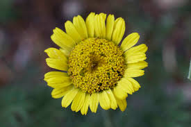 Image result for Färberkamille