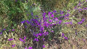 Image result for Consolida regalis