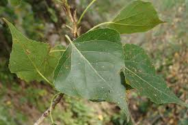 Attēlu rezultāti vaicājumam “Populus nigra”