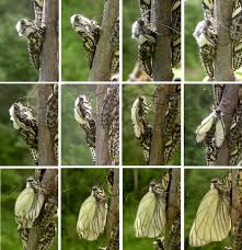 Attēlu rezultāti vaicājumam “Aporia crataegi pupa”