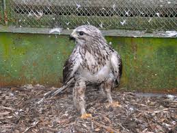 Attēlu rezultāti vaicājumam “Buteo lagopus”