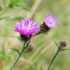 Image result for Centaurea nigra