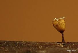 Attēlu rezultāti vaicājumam “Craterium minutum cf. var. brunneum macro”