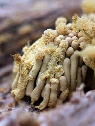 Attēlu rezultāti vaicājumam “Heterotrichia obvelata (syn. Arcyria obvelata) spores”