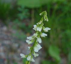 Attēlu rezultāti vaicājumam “Melilotus albus fruit”