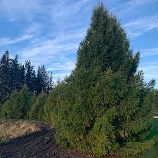 Attēlu rezultāti vaicājumam “Larix sibirica”