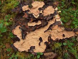 Attēlu rezultāti vaicājumam “Laurilia sulcata”