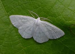 Attēlu rezultāti vaicājumam “Cabera pusaria”