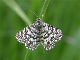 Attēlu rezultāti vaicājumam “Chiasmia clathrata”