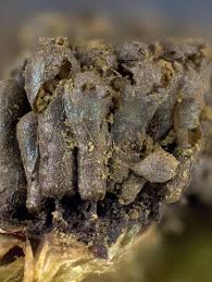 Attēlu rezultāti vaicājumam “Lindbladia tubulina”