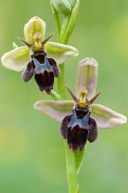 Attēlu rezultāti vaicājumam “Ophrys insectifera”