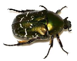 Attēlu rezultāti vaicājumam “Cychramus luteus”