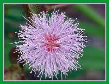 Image result for pohon semalu images