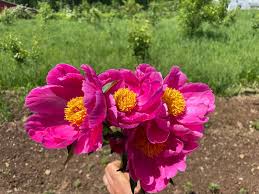 Attēlu rezultāti vaicājumam “Paeonia lactiflora flower”