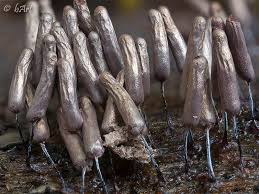 Attēlu rezultāti vaicājumam “Stemonitopsis typhina young”