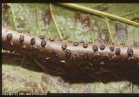 Attēlu rezultāti vaicājumam “Diatrype disciformis”