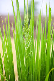 Attēlu rezultāti vaicājumam “Echinochloa crus-galli leaf”