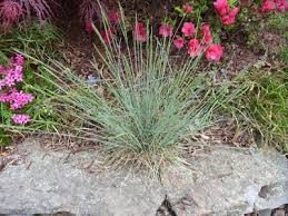 Attēlu rezultāti vaicājumam “Festuca ovina flower”
