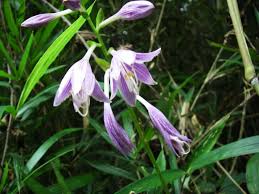 Attēlu rezultāti vaicājumam “Hosta sp. flower”