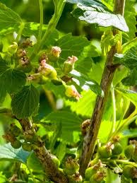 Attēlu rezultāti vaicājumam “Heracleum sosnowskyi fruit”