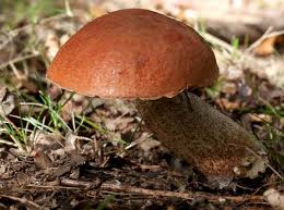 Attēlu rezultāti vaicājumam “Leccinum aurantiacum”