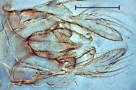 Attēlu rezultāti vaicājumam “Tanytarsus”