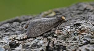 Attēlu rezultāti vaicājumam “Taleporia tubulosa”