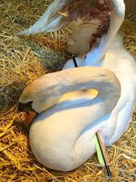 Image result for South Yorkshire Swans