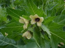 Attēlu rezultāti vaicājumam “Hyoscyamus niger flower”