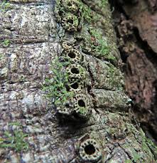 Attēlu rezultāti vaicājumam “Andricus quercuscorticis”