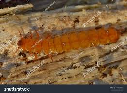 Attēlu rezultāti vaicājumam “Cucujus cinnaberinus”