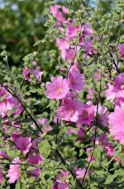 Image result for Lavatera thuringiaca