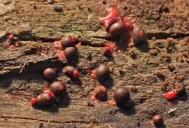 Attēlu rezultāti vaicājumam “Lycogala botrydium”