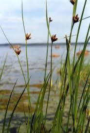 Attēlu rezultāti vaicājumam “Bolboschoenus maritimus”
