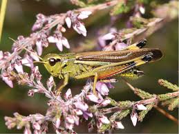 Attēlu rezultāti vaicājumam “Stethophyma grossum”