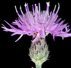 Attēlu rezultāti vaicājumam “Centaurea stoebe fruit”
