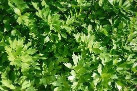 Image result for Liebstöckel