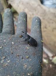 Attēlu rezultāti vaicājumam “Dorcus parallelopipedus”