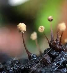 Attēlu rezultāti vaicājumam “Cribraria violacea macro”