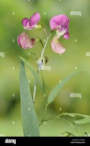 Attēlu rezultāti vaicājumam “Lathyrus sylvestris flower”