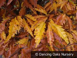 Attēlu rezultāti vaicājumam “Fagus sylvatica”