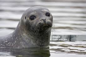 Image result for Phoca vitulina