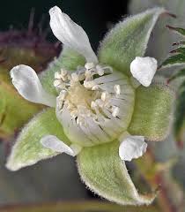 Attēlu rezultāti vaicājumam “Rubus idaeus”