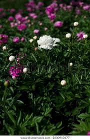Attēlu rezultāti vaicājumam “Paeonia lactiflora flower”