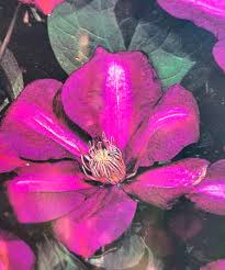 Attēlu rezultāti vaicājumam “Menispermum dauricum fruit”