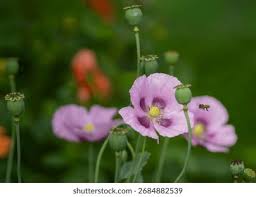 Attēlu rezultāti vaicājumam “Papaver somniferum flower”